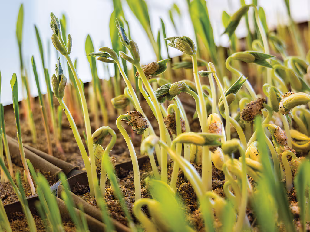 Build As Your Yard Grows on One Operating System